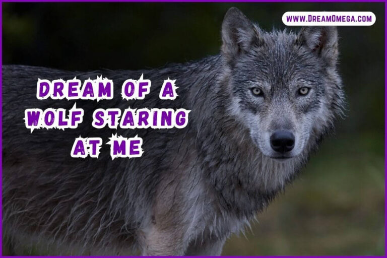 Dream of a Wolf Staring at Me: (Mystery Revealed!)