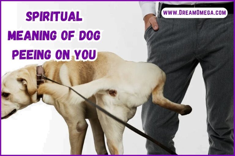 Dream about Dog Peeing on You (The Spiritual Meaning)